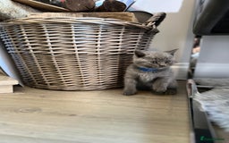 British Shorthair cats for sale: 🏆Grand Champion Sired GCCF BritishShorthair 1left - Image 15
