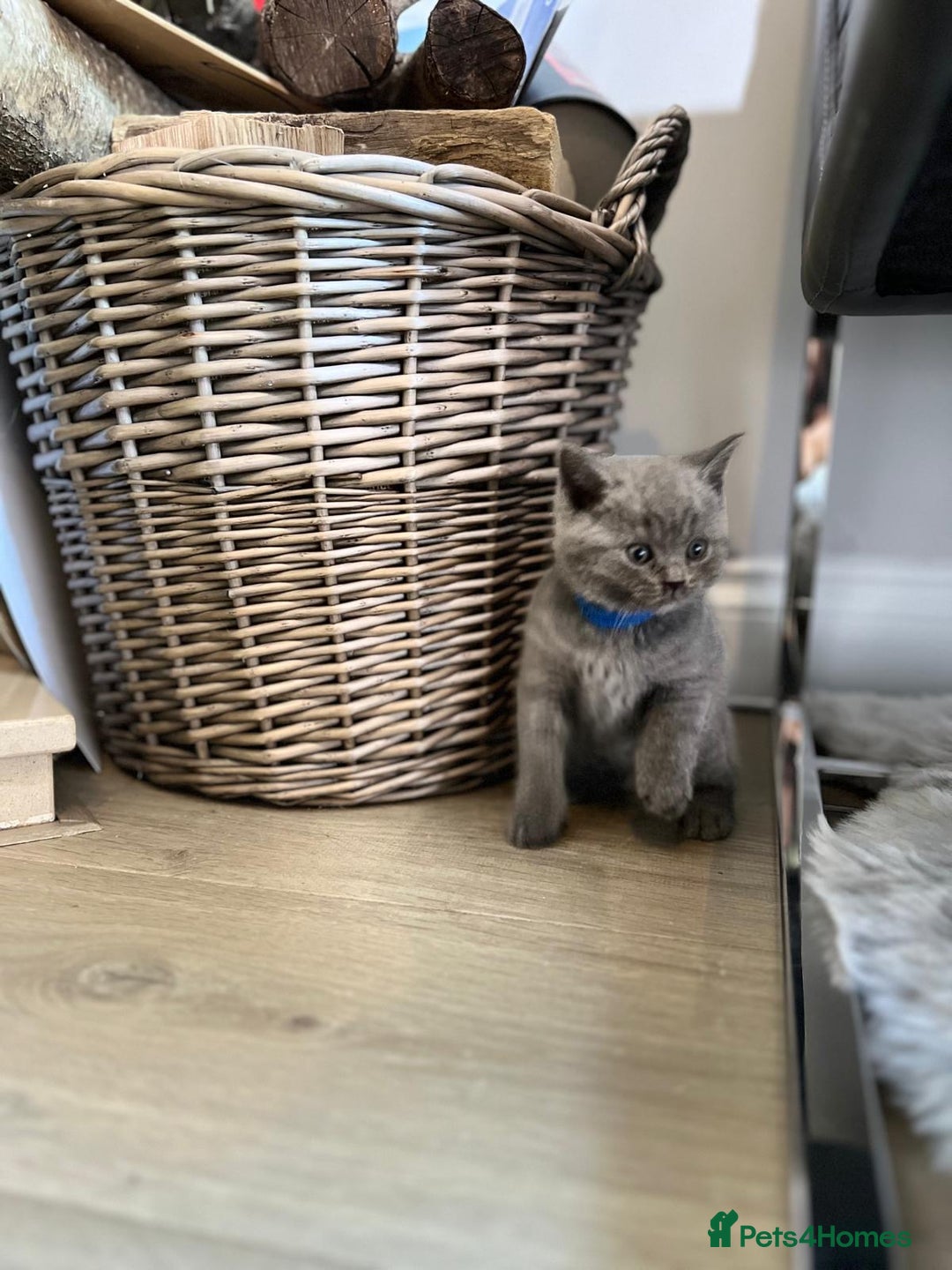 British Shorthair cats for sale: 🏆Grand Champion Sired GCCF BritishShorthair 1left - Image 15