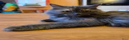 Mixed Breed cats for sale: 3 beautiful kittens - Advert 20