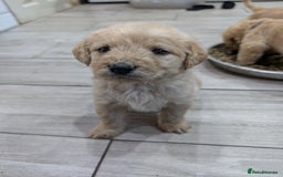 Labradoodle dogs for sale: F1 standard Labradoodle puppies  - Image 2