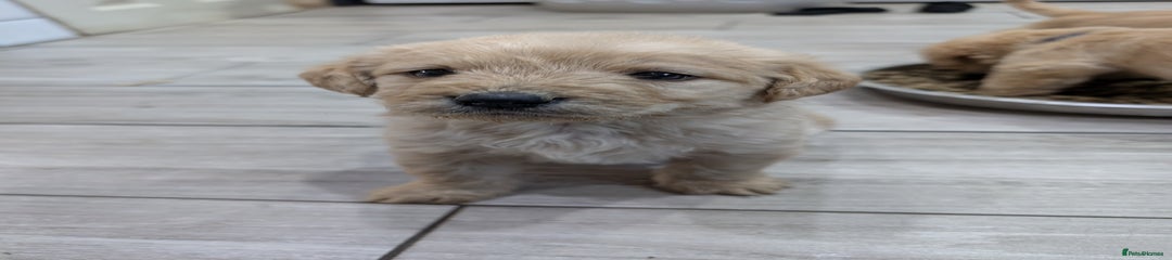 Labradoodle Puppy 7