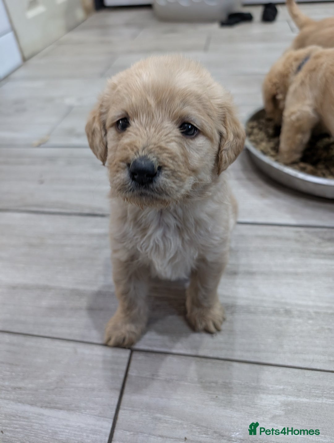 Labradoodle dogs for sale: F1 standard Labradoodle puppies  - Image 2