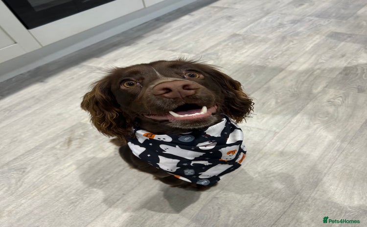 Cocker Spaniel dogs - Advert 3
