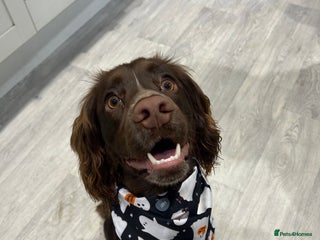 Cocker Spaniel dogs - Advert 22