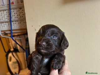 Cocker Spaniel dogs English Working Cocker Spaniel - Advert 5