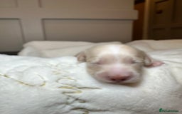 Miniature Dachshund dogs for sale: Clear Cream Miniature Dachsunds - Image 14