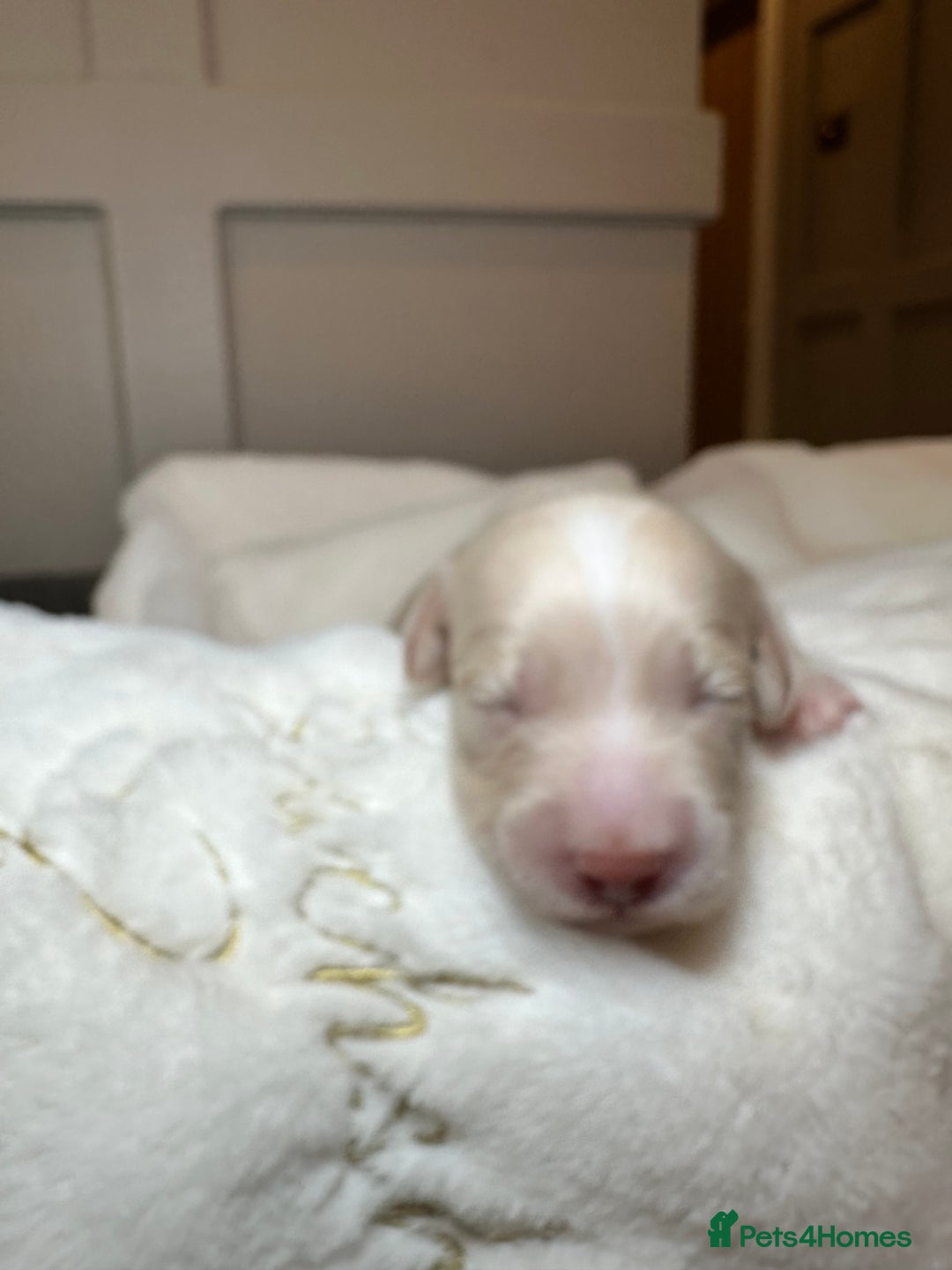 Miniature Dachshund dogs for sale: Clear Cream Miniature Dachsunds - Image 14