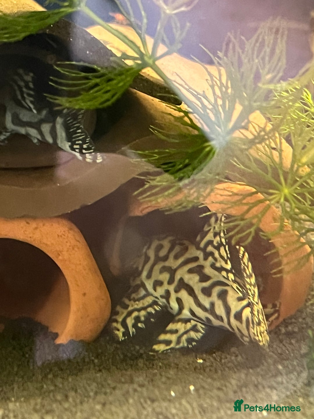 Plecos fish for sale: L236sw Pleco. 1” & 2”-3”  - Image 6