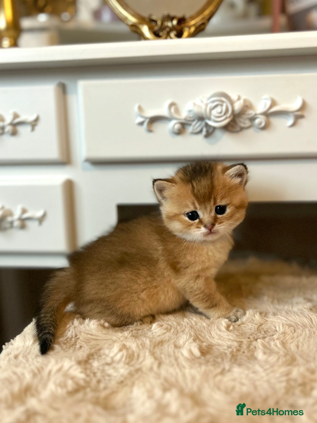 British Shorthair cats for sale: Stunning litter of 6 nuggets! - Advert 10