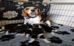 Beagle dogs for sale: 4 x KC reg Beagle Pups available - Image 8