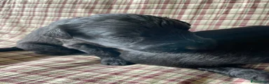 Russian Black Terrier Puppy 5