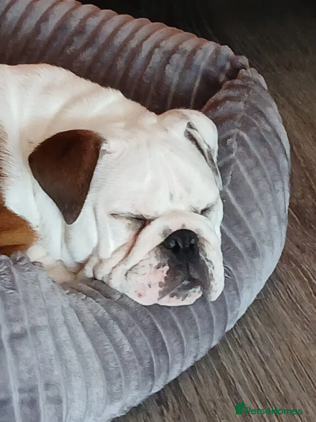 English Bulldog dogs for sale: Bulldog for permanent adoption URGENT - Advert 2