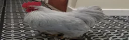 Chickens poultry for sale: Lavender pekin bantams - Advert 6