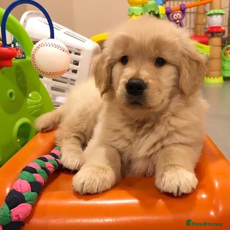 Golden Retriever dogs for sale: stunning girl looking for a new and lovely home - Advert 4