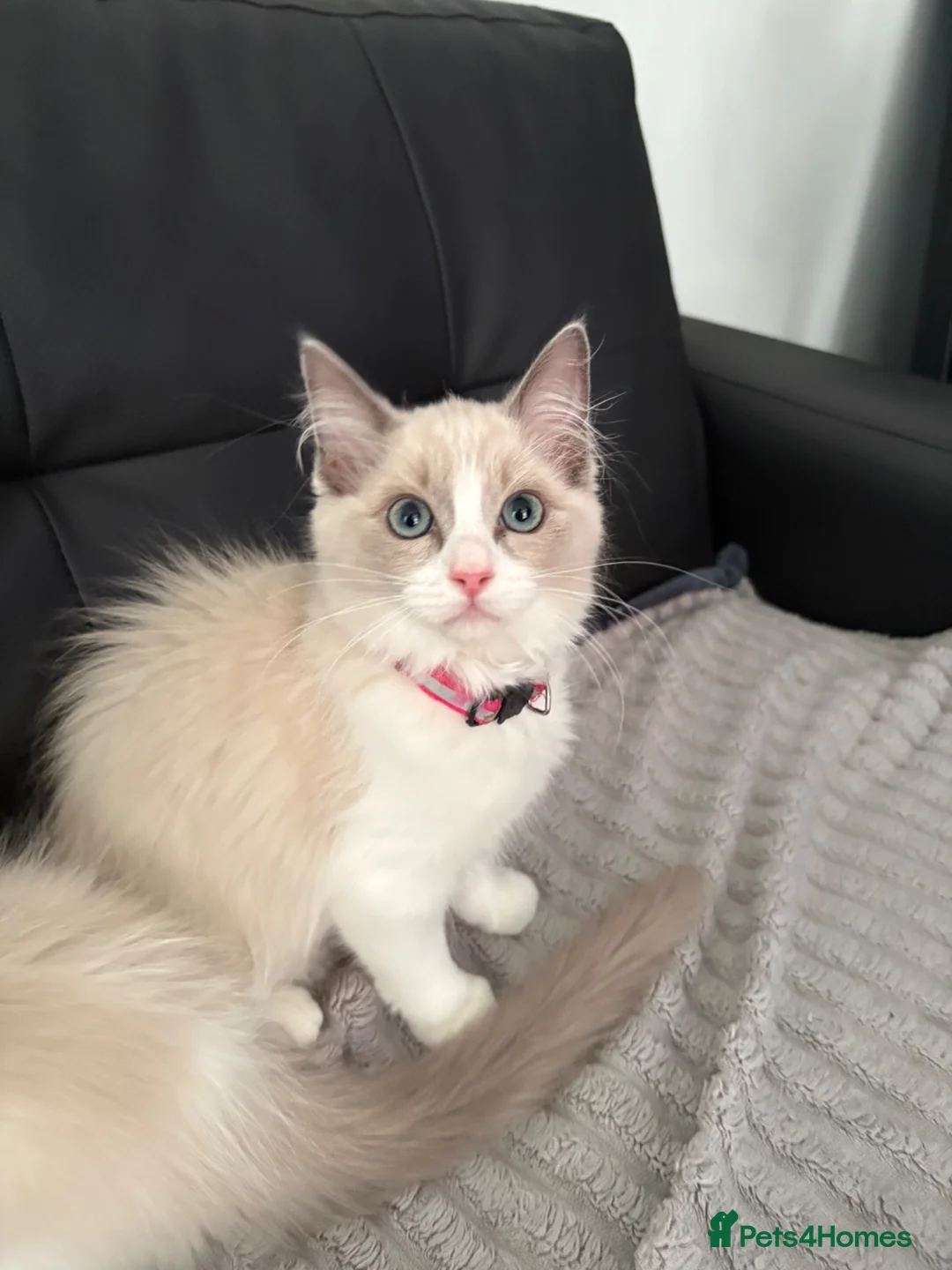 Ragdoll cats for sale: Pure Ragdoll Kittens Ready to leave  - Advert 2