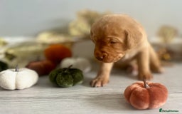 Labrador Retriever dogs for sale: Yellow Labrador Puppies - Image 9