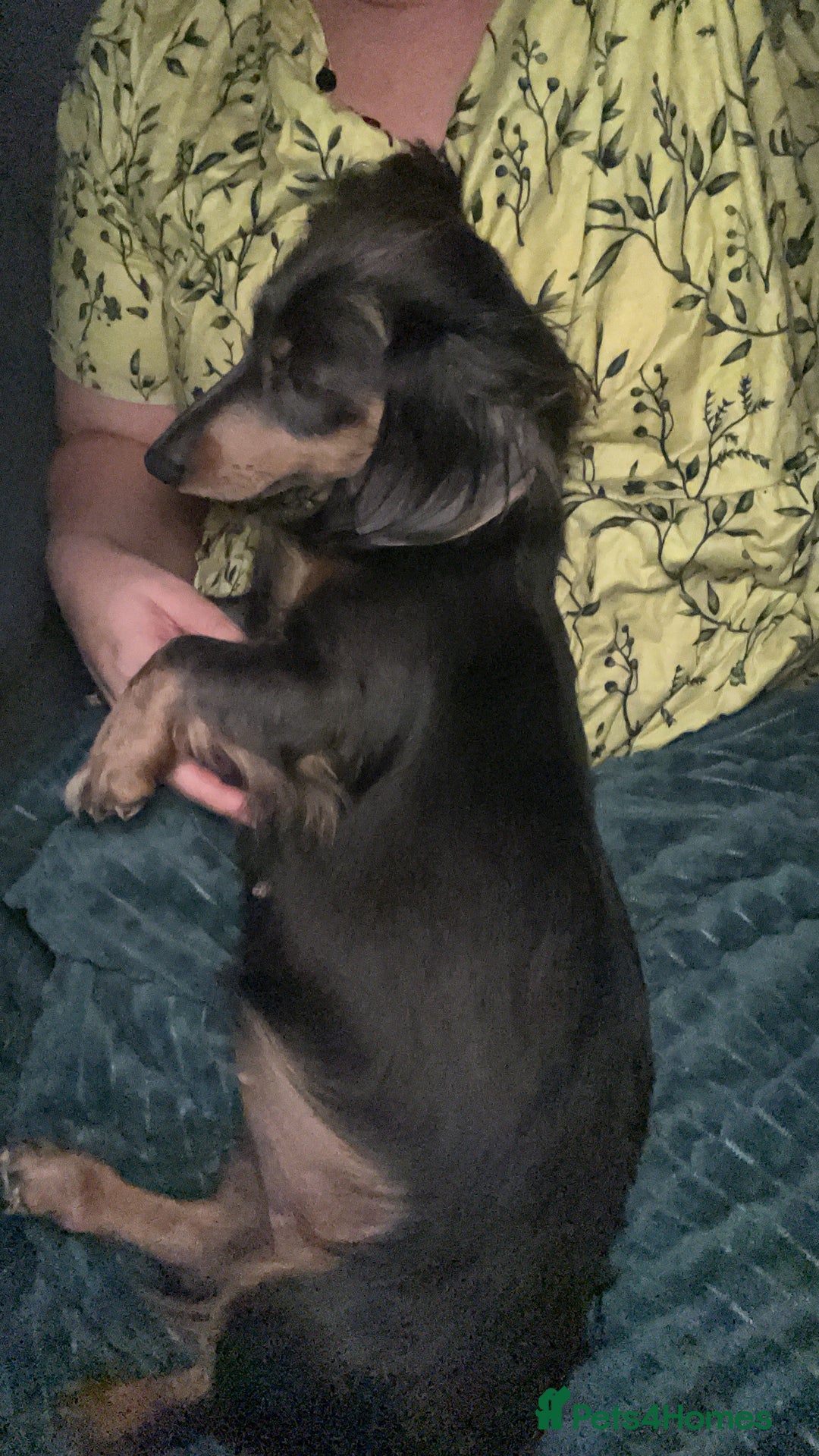 Miniature Dachshund dogs for sale: Miniature Longhaired Dachshund - Advert 3