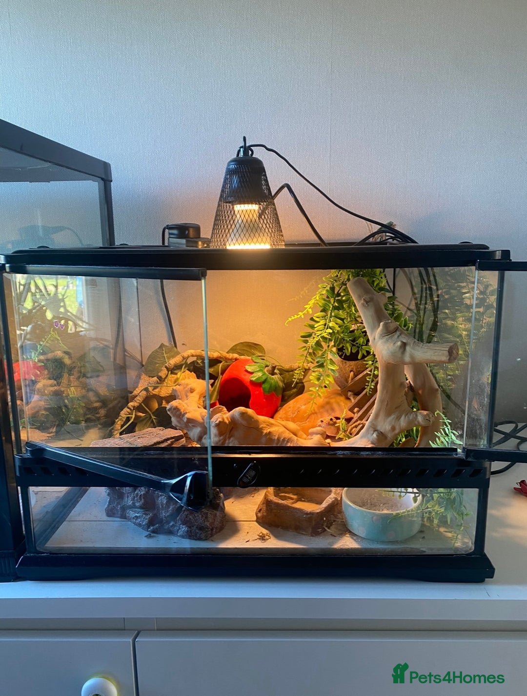 Leopard Gecko reptiles for sale: Bailey, very active. Comes with his enclosure  - Image 4
