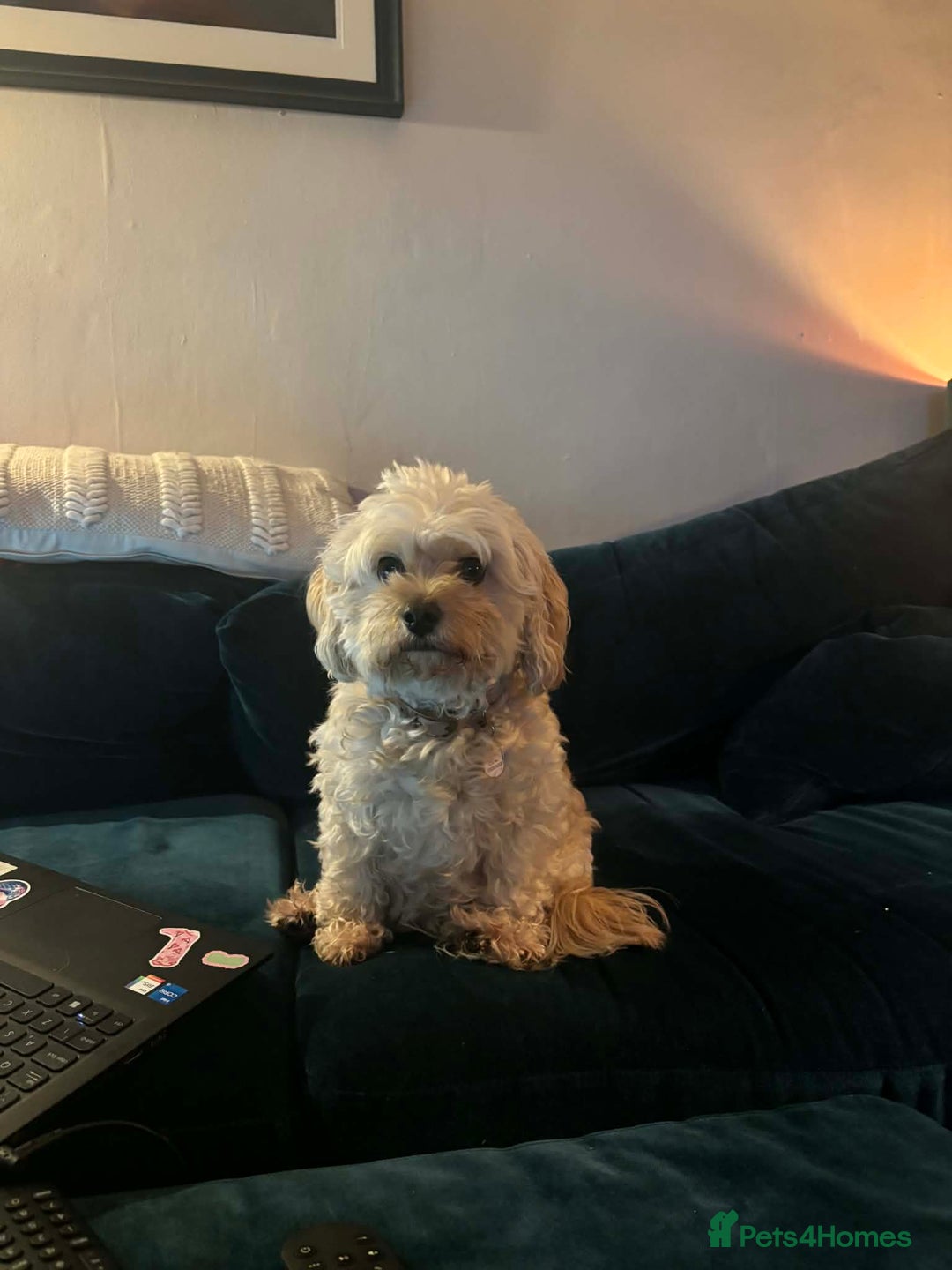 Cavachon dogs for sale: Toy Cavapoochons  - Advert 2