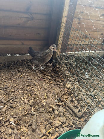 Chickens poultry - Advert 11