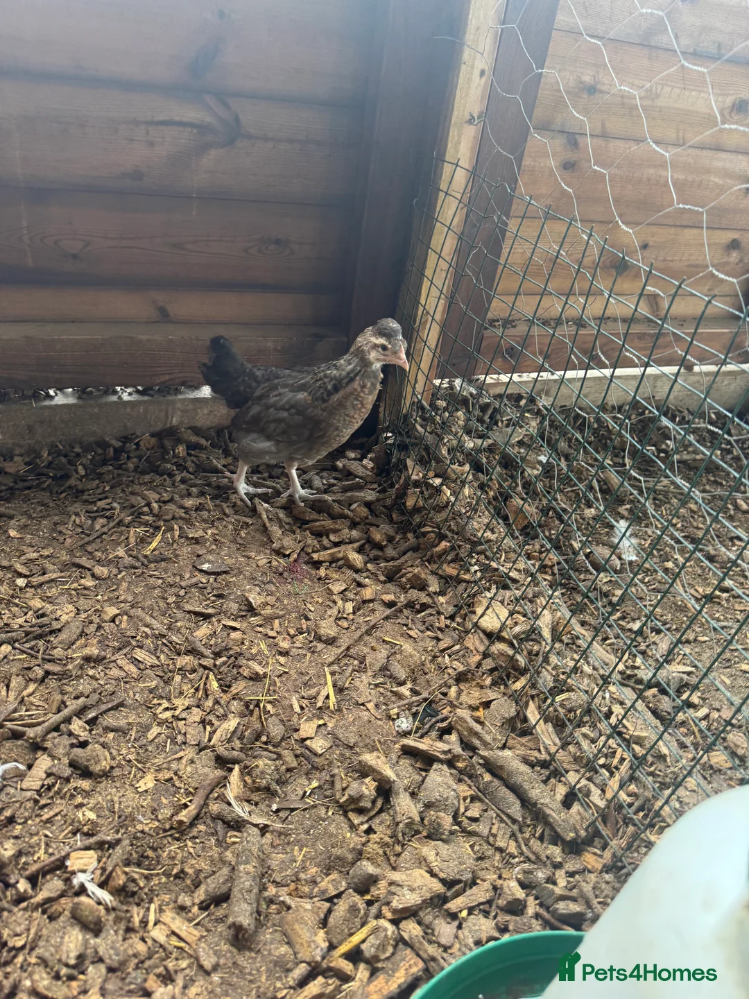 Chickens poultry for sale: Trio of crested cream legbars blue egg layers  - Advert 1