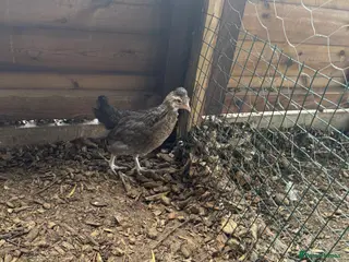 Chickens poultry Trio of crested cream legbars blue egg layers - Advert 2