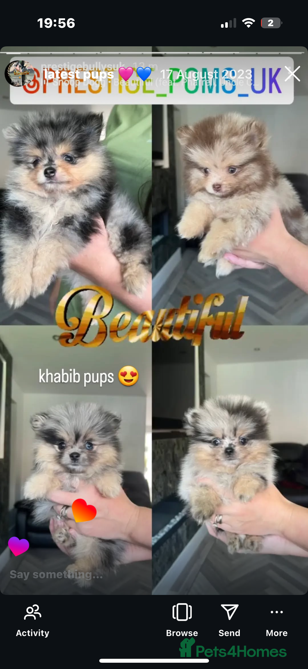 Pomeranian dogs for stud: Khabib the Pom open for stud - Image 7