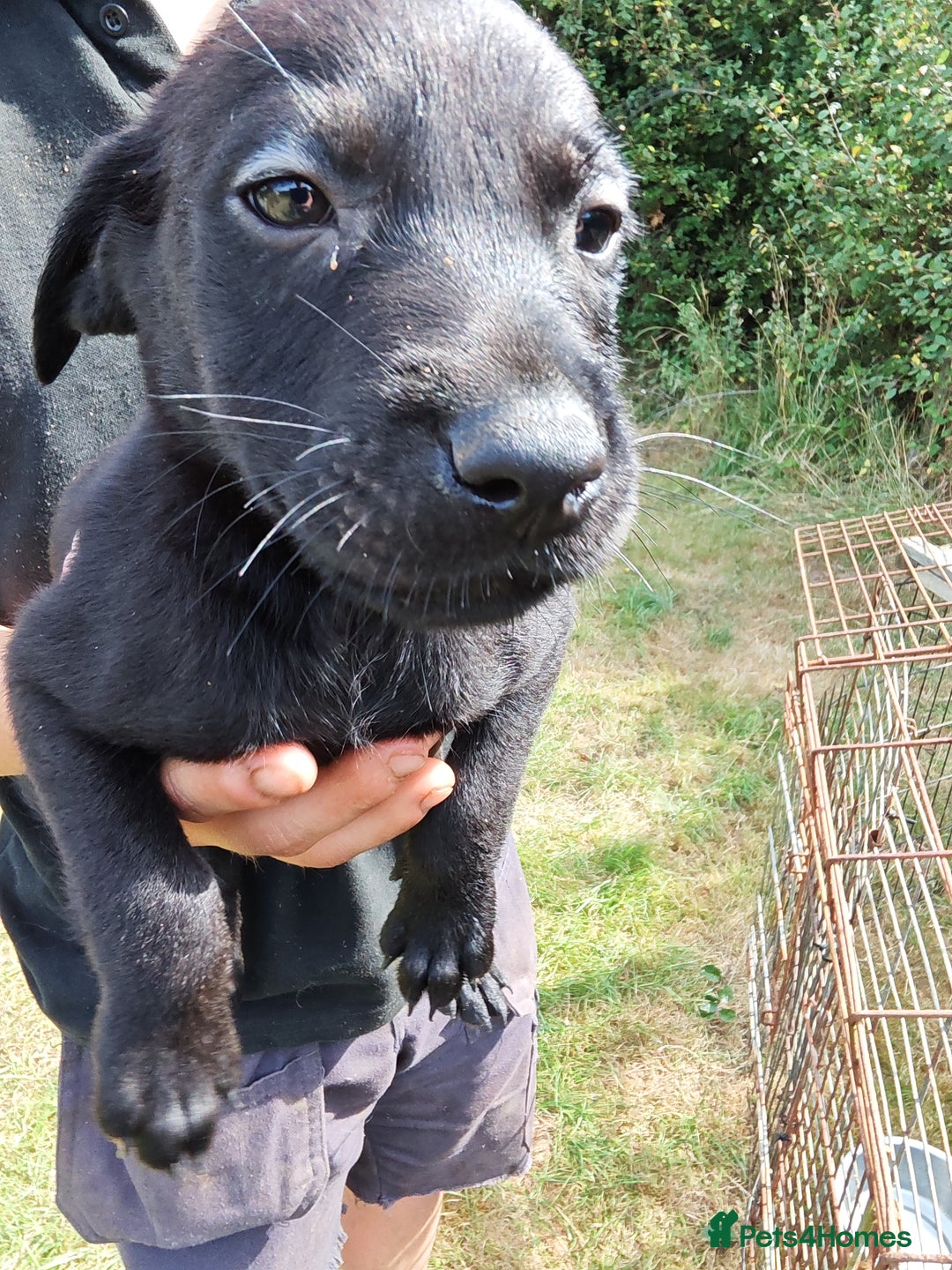 Labrador Retriever dogs for sale: Labrador puppies  - Image 5