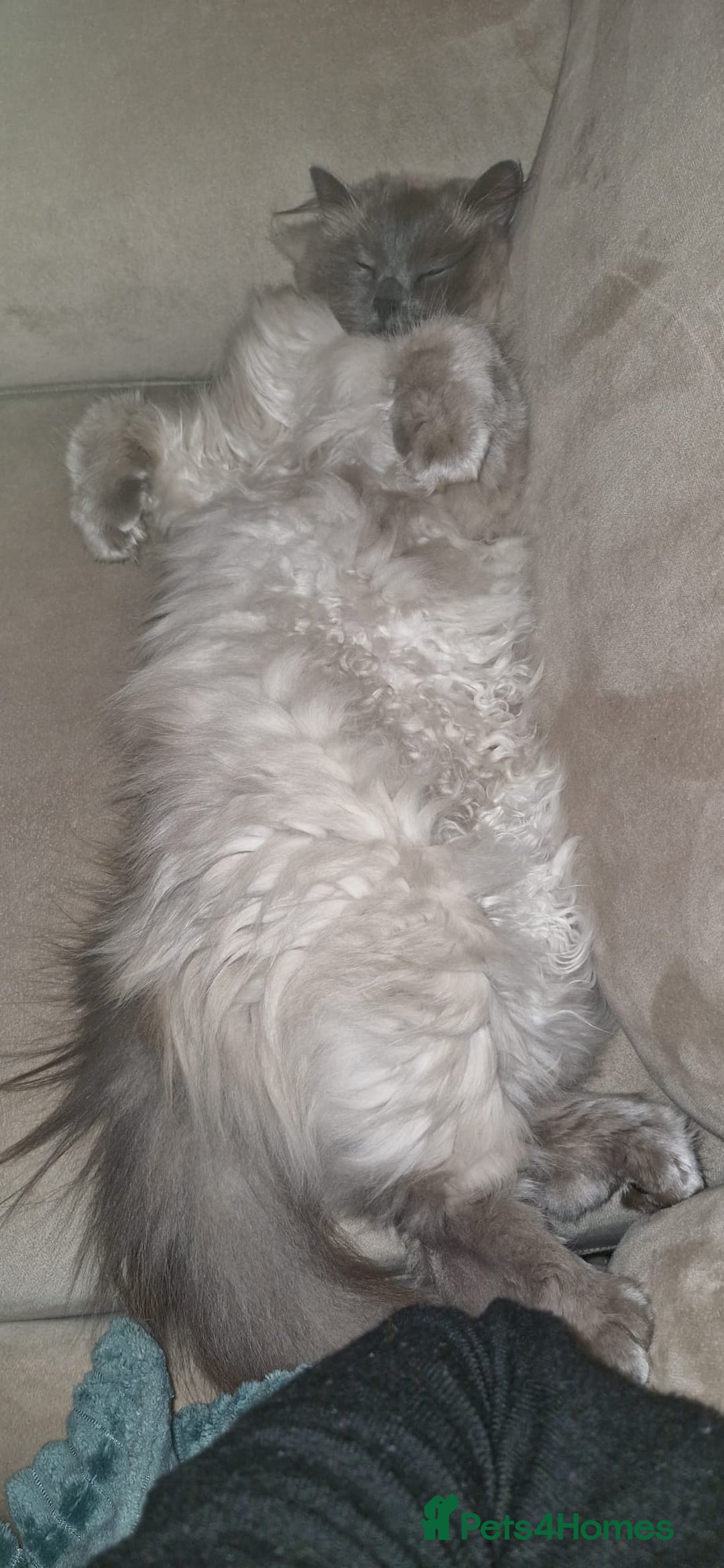 Ragdoll cats for sale: Ragdoll female (Snowy) - Advert 5