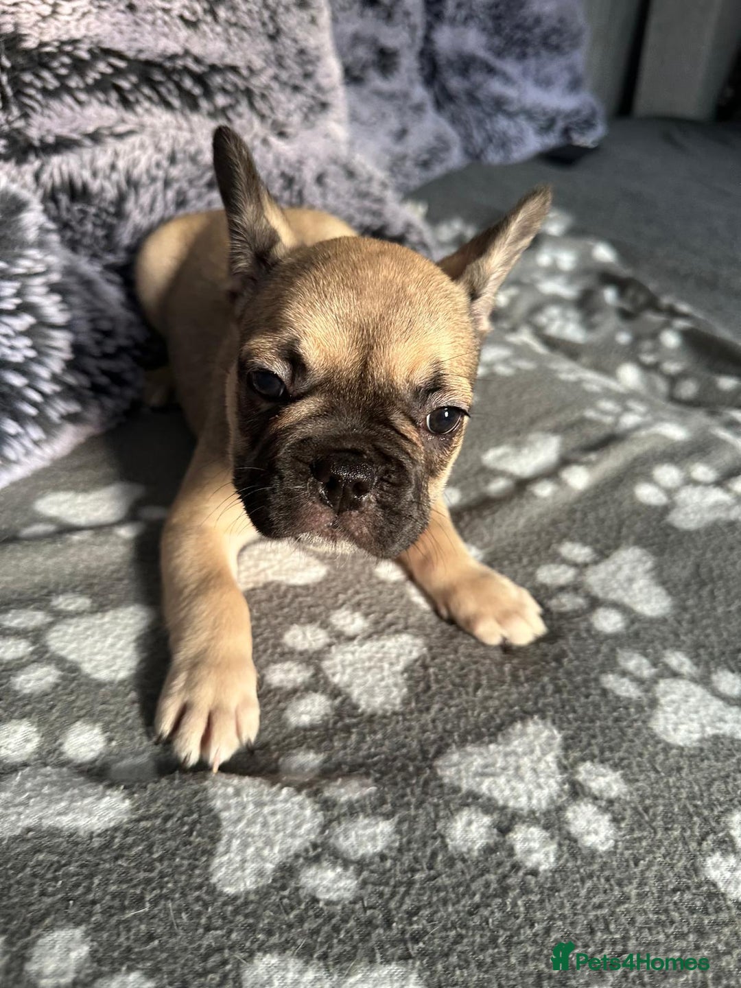 French Bulldog dogs for sale: Amazing french bulldog  - Image 28