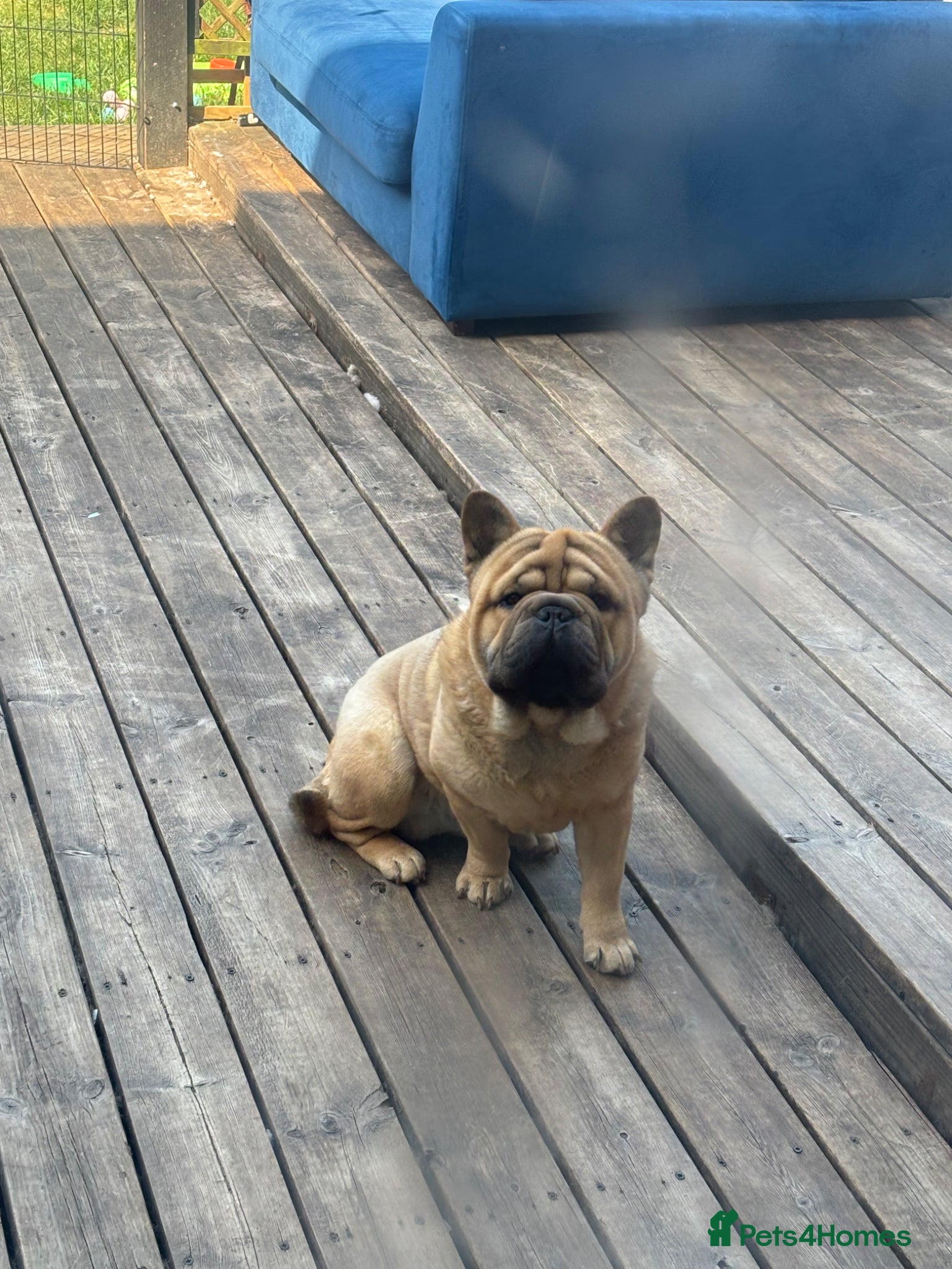 Mixed Breed dogs French-bulldog cross chow chow male  - Advert 3