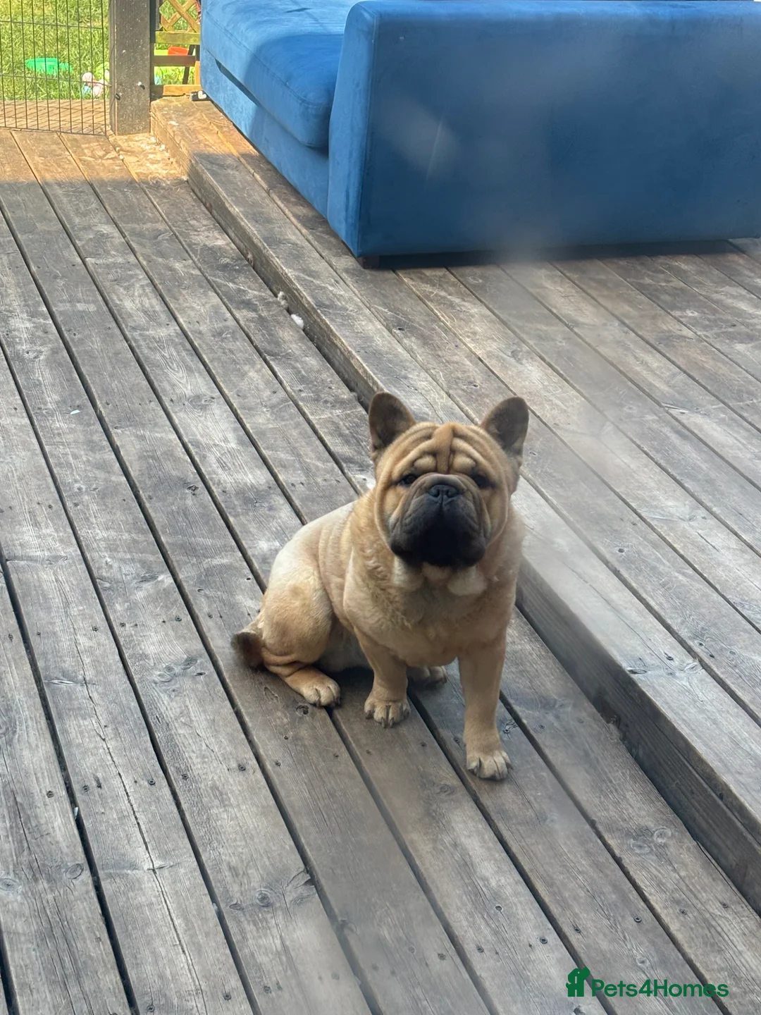 Mixed Breed dogs for sale: French-bulldog cross chow chow male  - Advert 1