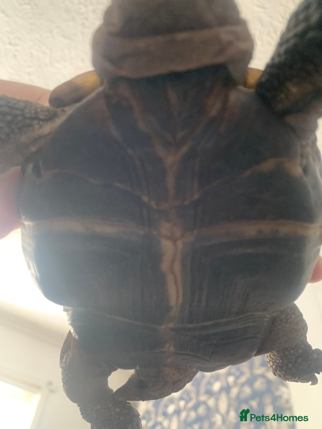 Tortoise reptiles for sale: Male adult Herman tortoise - Image 2
