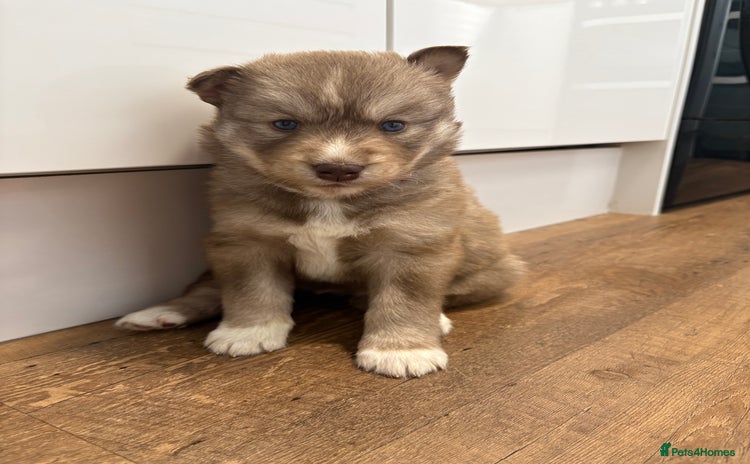 Siberian Husky dogs - Advert 8