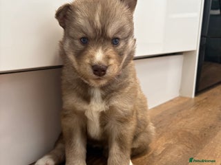 Siberian Husky dogs - Advert 19