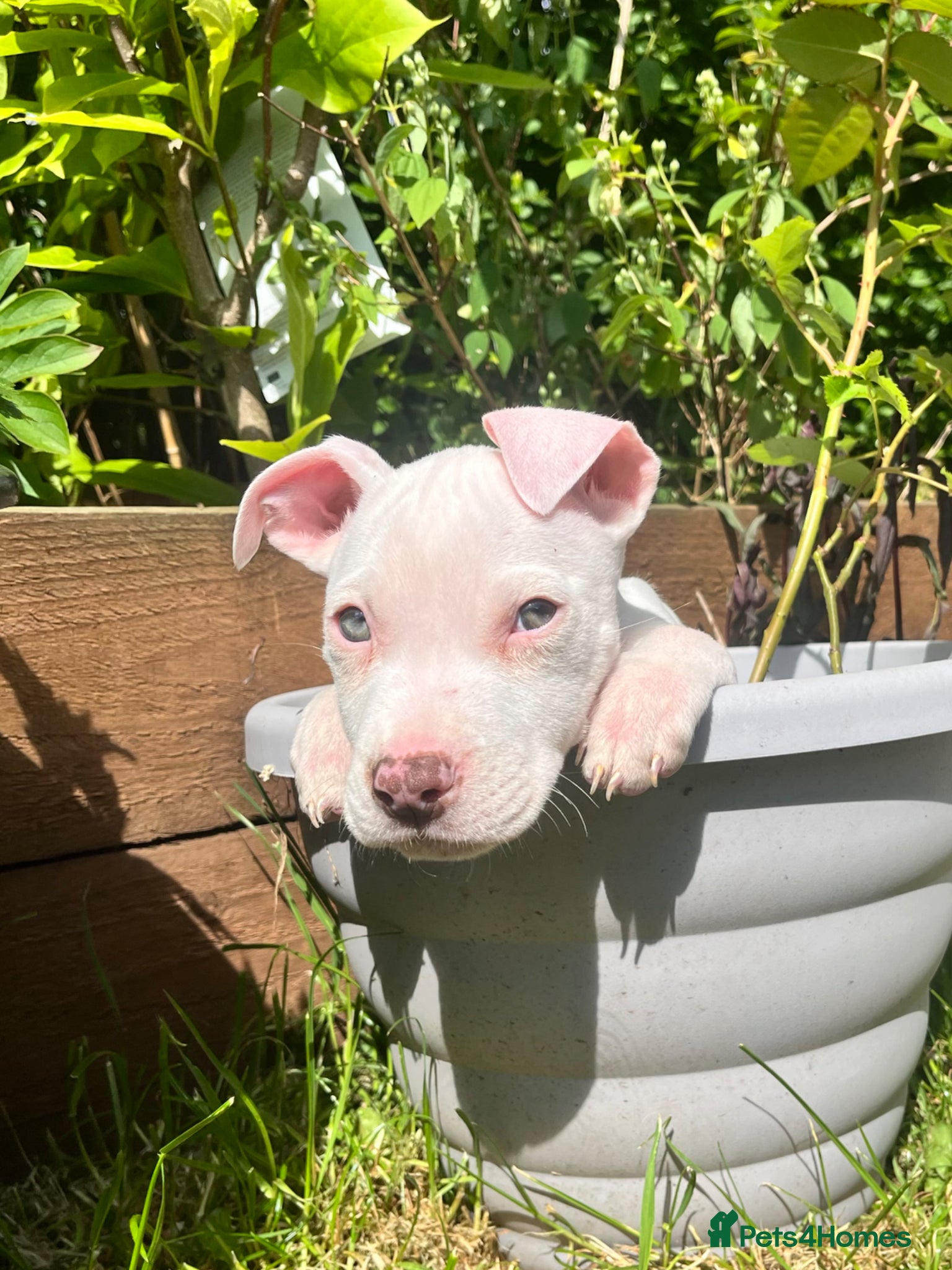 Mixed Breed dogs Stunning American Bull Staffy Puppies - Advert 1