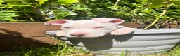 Mixed Breed dogs for sale: Stunning American Bull Staffy Puppies - Advert 1