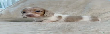 Miniature Dachshund 2