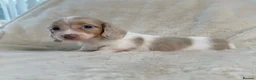 Miniature Dachshund dogs for sale: Eye Catching Dachshund Puppies Now Available - Advert 4