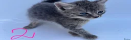 Domestic Shorthair cats for sale: Kitten domestic shorthair, tabby pattern  - Advert 4
