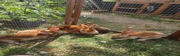 Rex rabbits for sale: Mini rex  - Advert 15