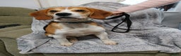 Beagle dogs for stud: BEAGLE STUD NOW AVAILABLE  in Saint Austell - Advert 2