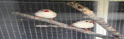 Finches birds for sale: Zebra Finches - 3 couples - Advert 7