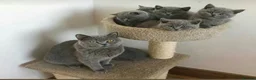 British Shorthair cats for sale: British shorthairs  - Advert 3