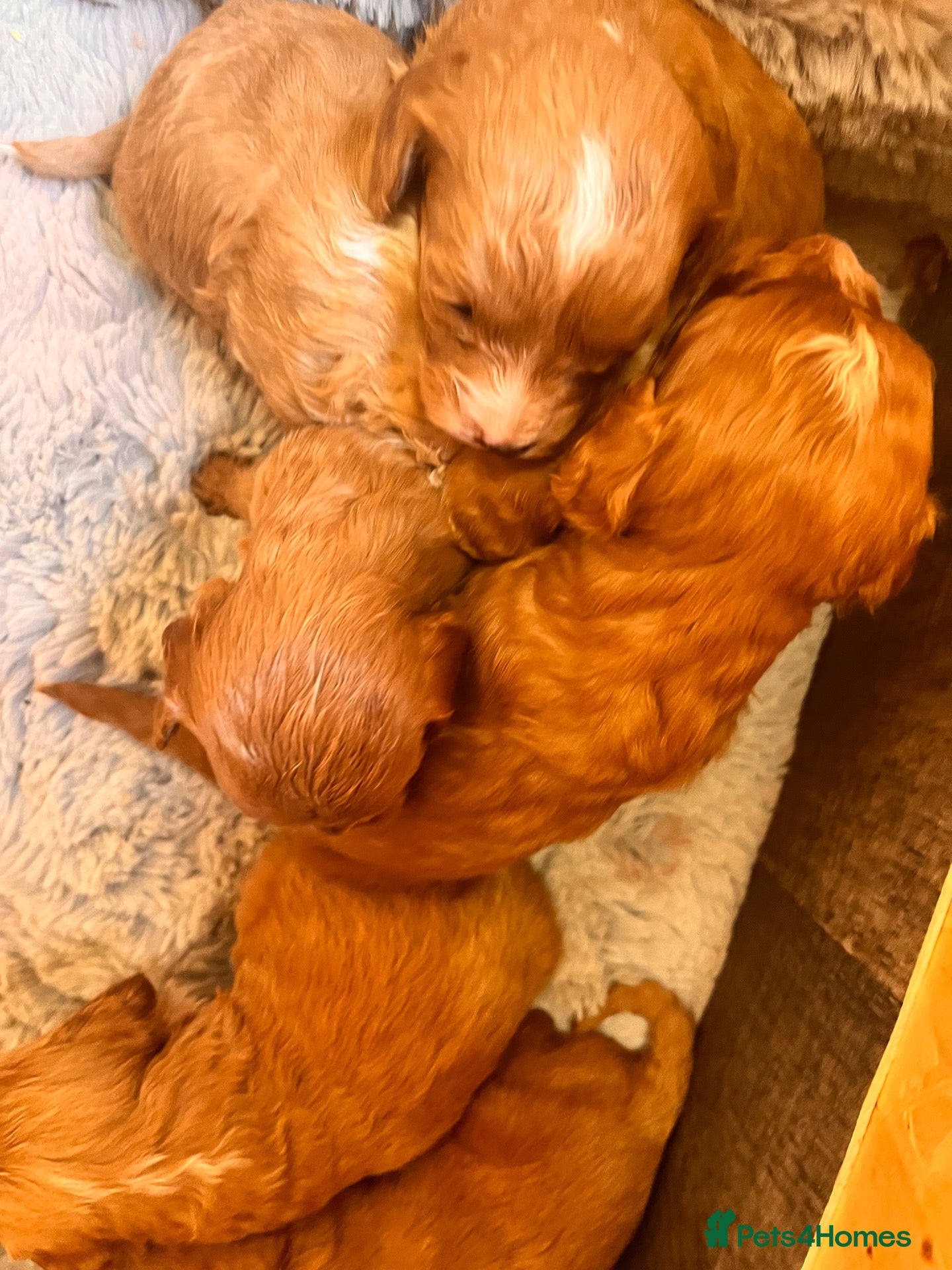 Cavapoo dogs Beautiful f1b cavapoo babies  - Advert 2