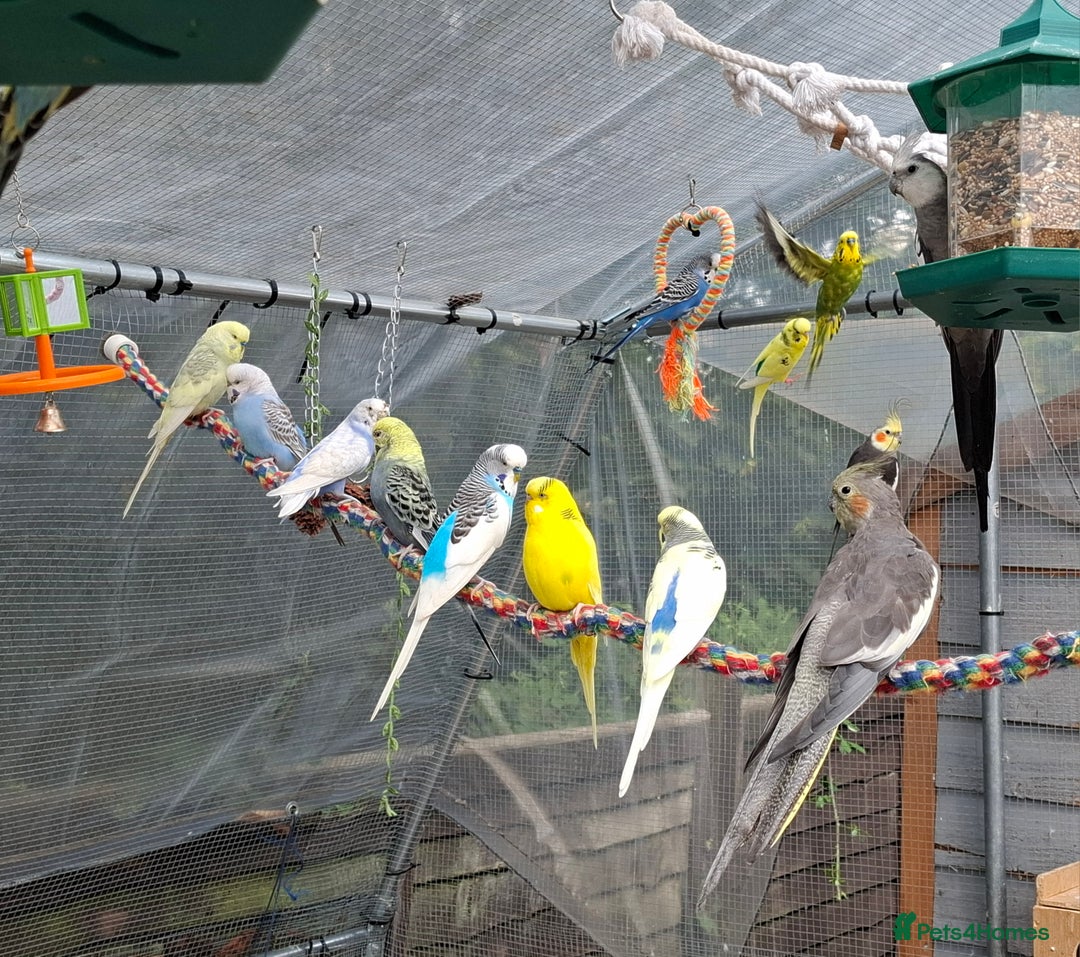 Budgerigars birds for sale: Take in / RESCUE any unwanted Birds/parrots - Image 12
