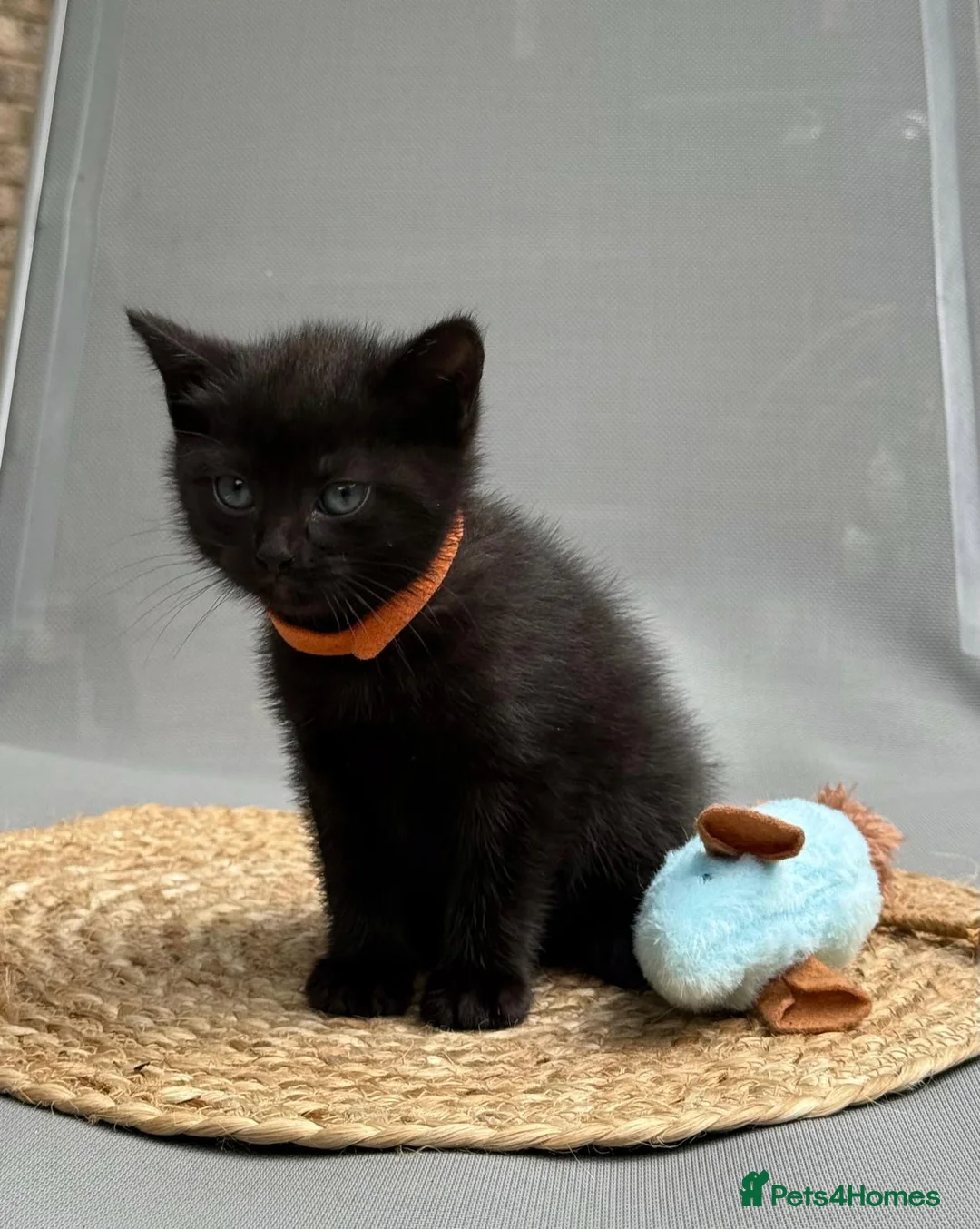 British Shorthair cats for sale: 🐾 5 Beautiful Kittens – British Shorthair Mum  - Advert 19