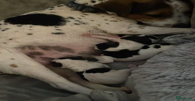 Mixed Breed dogs - Advert 8