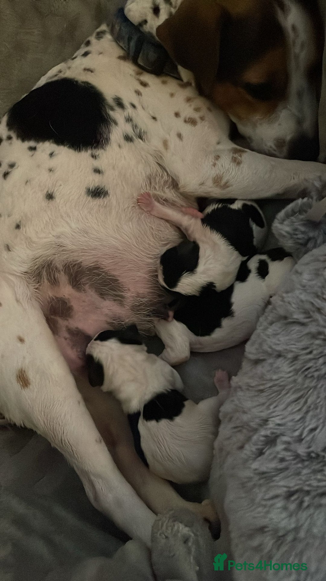 Mixed Breed dogs for sale: Jack russell x cavalier king Charles  - Image 2