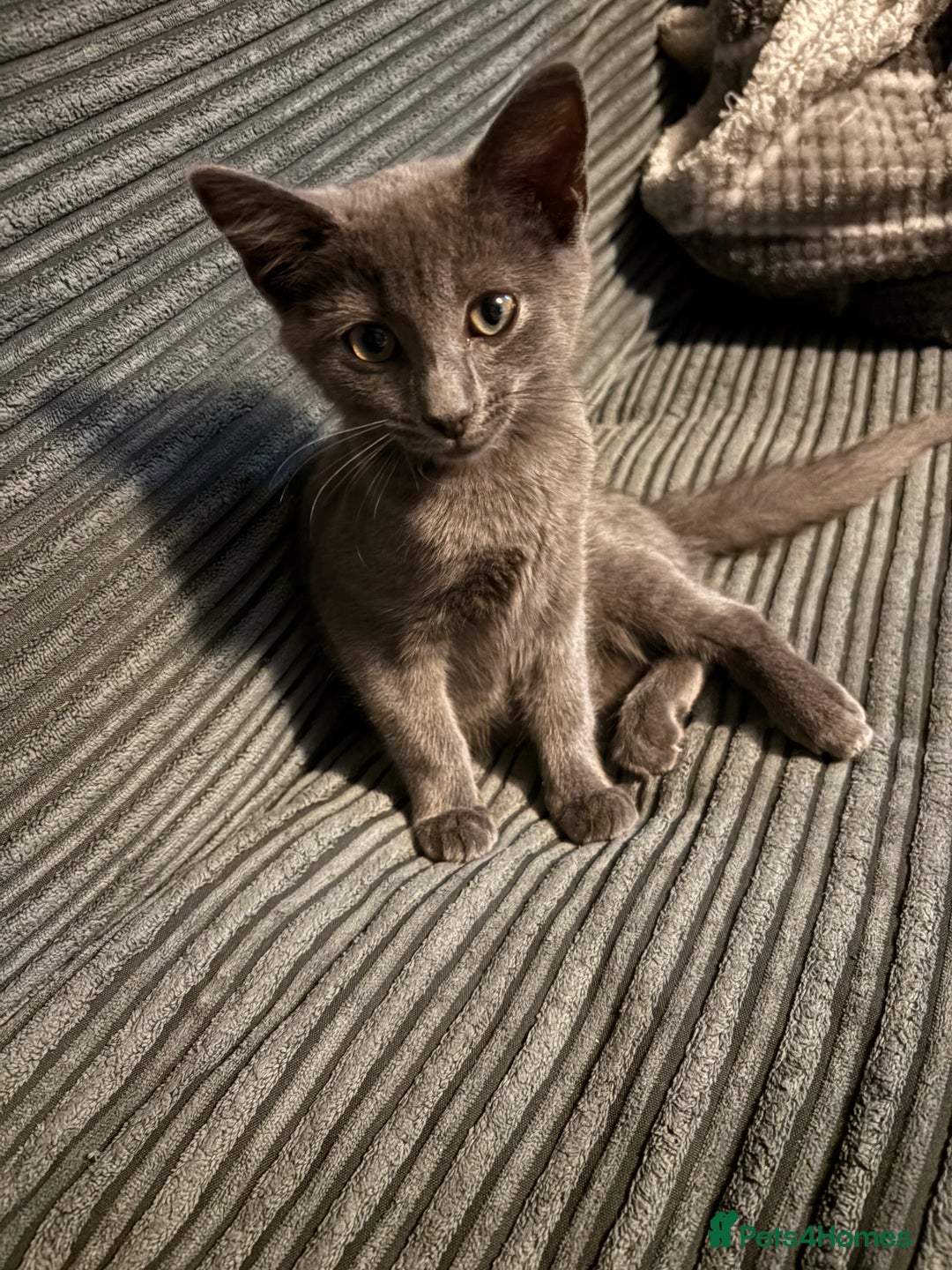 Russian Blue cats for sale: 16 week old female Russian blue  - Image 4